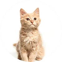 cat img