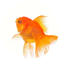 fish img