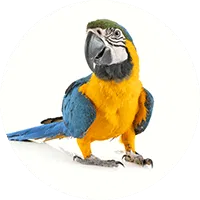 parrot img