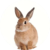 rabbit img